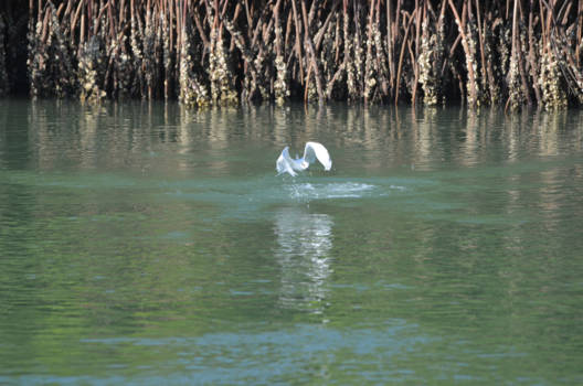 Gambia - The Gambia, het vogelland bij uitstek