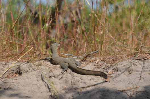 Gambia - toch wel een metertje of 2!!