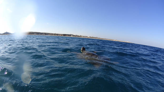 Egypte - Schildpad in het wild