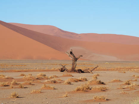 Sossusvlei - Dode boom in de Sossusvlei