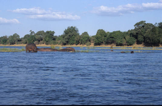 Zambia - Nijlpaarden in de Zambezi