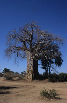 Zambia - Baobab in Lower Zambezi N.P.