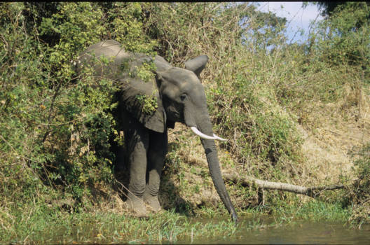 Zambia - Olifant drinkend aan de Zambezi River