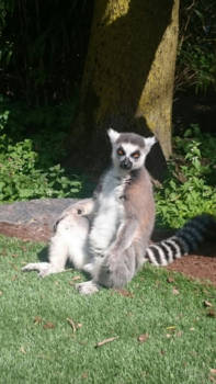 Madagaskar - Zwaar leven heb ik toch!