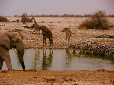 Namibië - Rush hour in Etosha