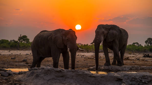 Chobe National Park - Sunset Elephants