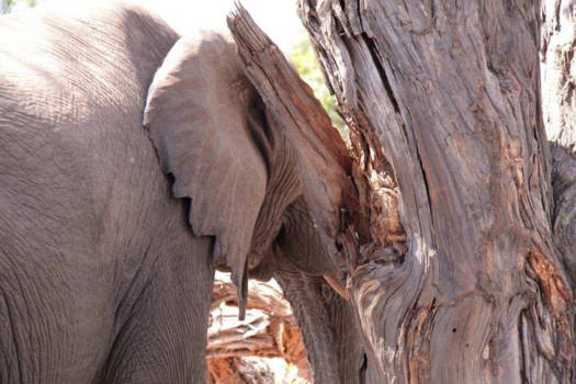 Botswana - Trick of the eye...
