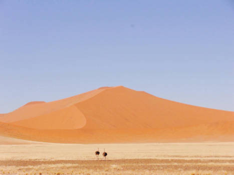 Namibië - Friendship in the desert