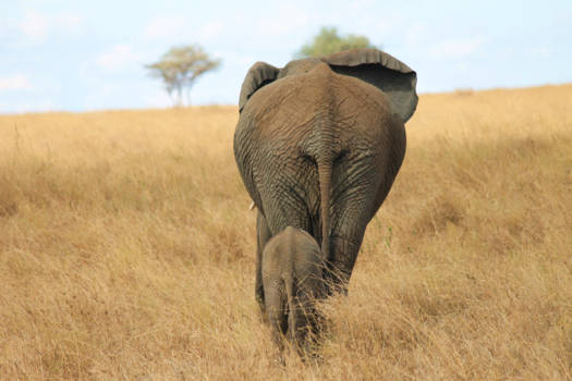Tanzania - Moeder en baby olifant eenzaam in de uitgestrekte vlaktes van de Serengeti