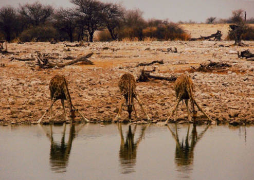 Etosha National Park - One, two, three... The place to be!