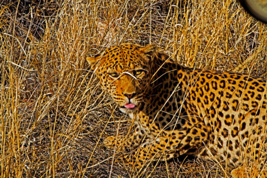 Etosha National Park - Mooi maar o zo gevaarlijk