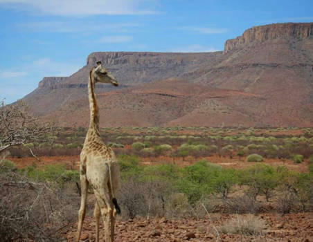 Namibië - Giraffe near by fish river canyons, Namibia