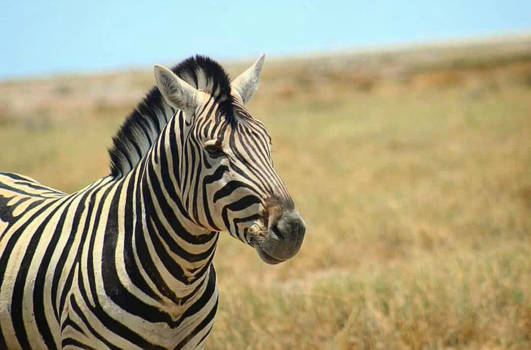 Botswana - Zebra botswana