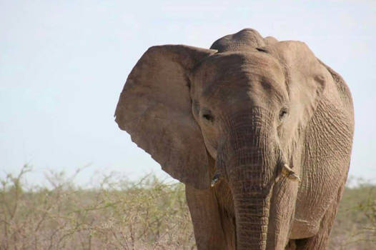 Botswana - Grote afeikaanse olifant