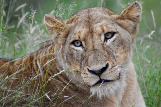 Krugerpark - Een beetje moe maar voldaan