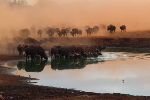 Kenia - Wakker worden in Tsavo East National Park