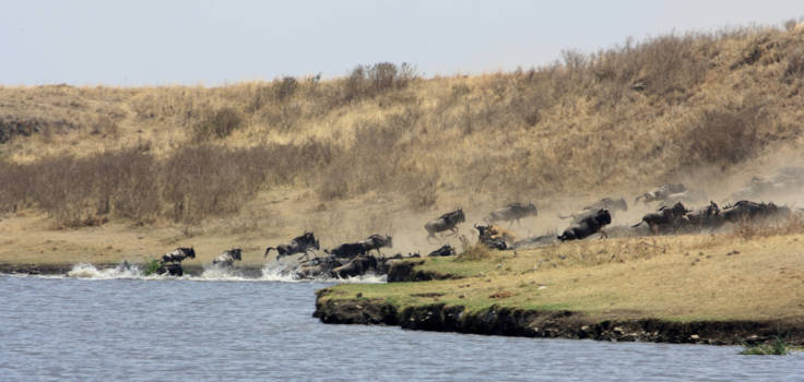 Tanzania - Survival of the fittest