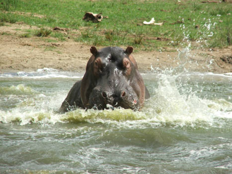 Oeganda - Werelds' meest dodelijke dier!