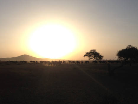 Serengeti National Park - Zonsondergang in Serengeti National Park