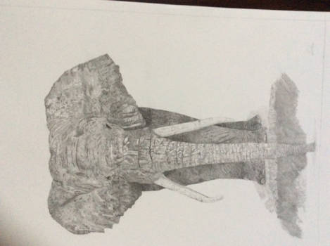 Addo Elephant National Park - Magnificant (zelf getekend met potlood naar aanleiding bezoek aan addo elephant park)