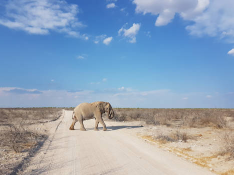 Etosha National Park - Olifant