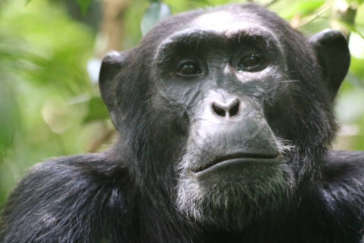 Oeganda - Zo menselijk, de chimpansee.