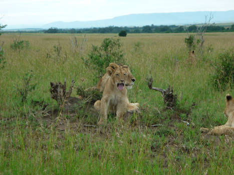Kenia - Kleine leeuw chillen