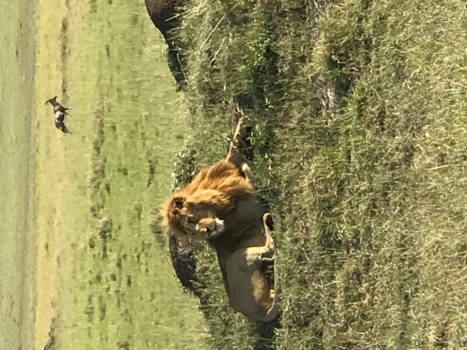 Masai Mara - King