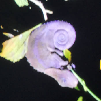 Madagaskar - Kameleon