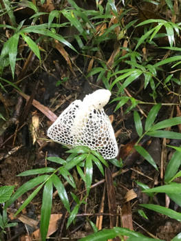 Madagaskar - Paddestoel