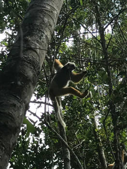 Madagaskar - Chivaka