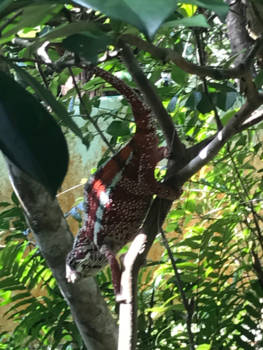 Madagaskar - Kameleon