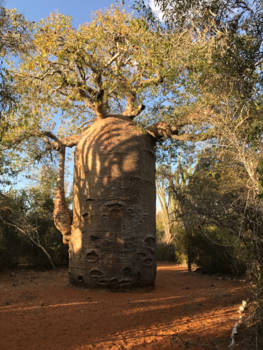 Madagaskar - Baobabboom