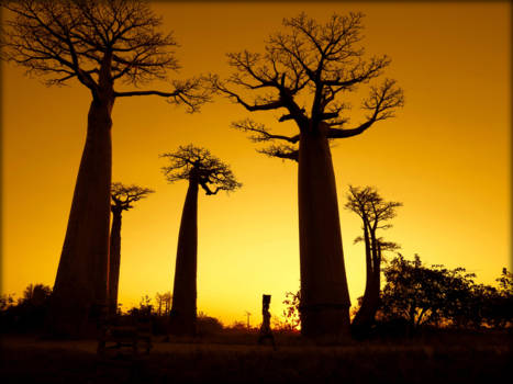 Madagaskar - Avenue des baobabs