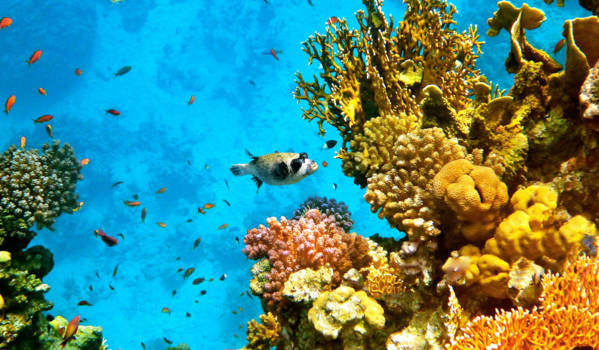Rode Zee - De mooie onderwaterwereld van de Rode zee
