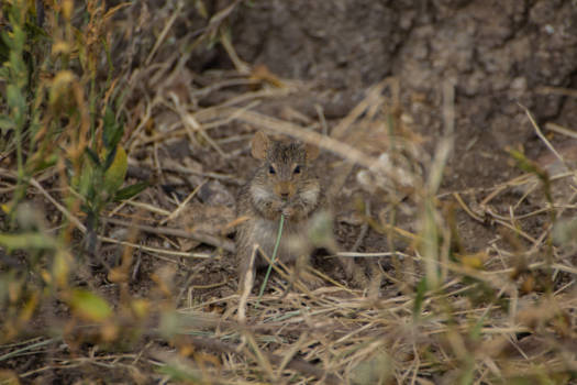 Tanzania - Tussen de big five