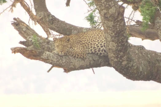 Tanzania - I'm watching you.