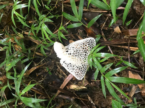 Antsirabe - Paddestoel