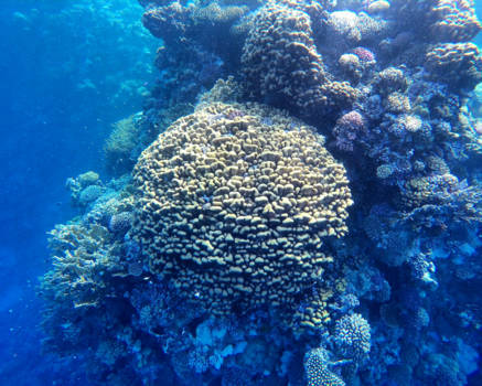 Egypte - Coral reef