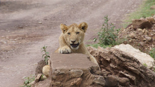 Ngorongoro krater - Jonge leeuw in verwondering