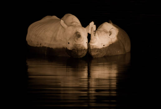 Etosha National Park - Moeder & kind