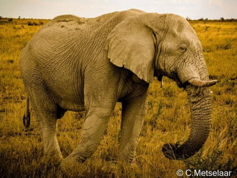 Etosha National Park - Big old Elephant