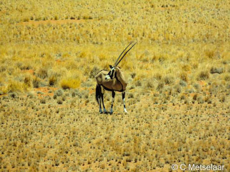 Etosha National Park - Oryx in Etosha National Park