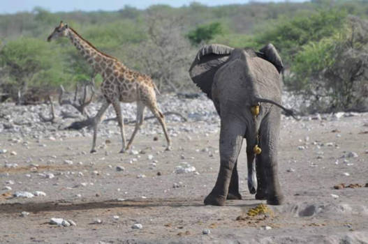 Etosha National Park - Gelukkig denken