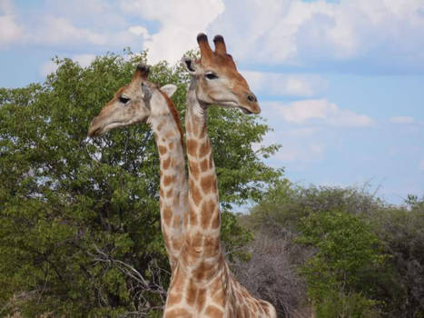 Etosha National Park - Siamese tweeling