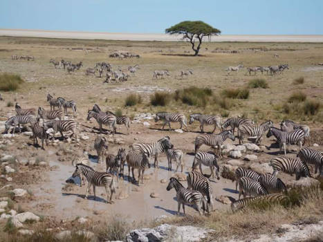 Etosha National Park - Afrikaanse savanne