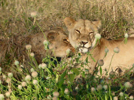Etosha National Park - Knuffelende leeuwen!! Dit hebben wij mogen vastleggen tijdens ons Afrika-avontuur...