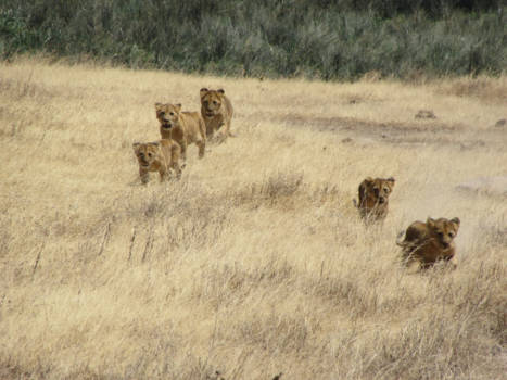 Ngorongoro krater - Welpjes in de Ngorongoro krater