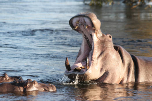 Okavango Delta - Lente in Nijlpaardland