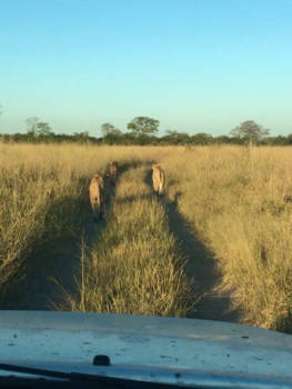 Chobe National Park - Leeuwen-escorte!!! Hoe speciaal is dat......
